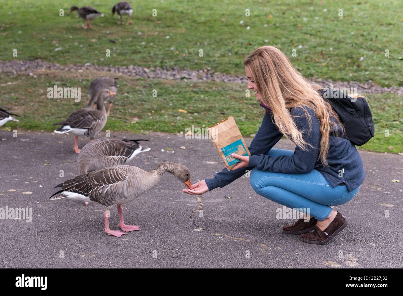 A girl feeding Geese by hand at Slimbridge Wetland Centre, UK Stock Photo