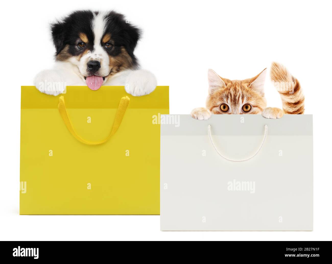 pets store concept, puppy dog and pet cat together showing a shopper isolated on white background blank template and copy space Stock Photo