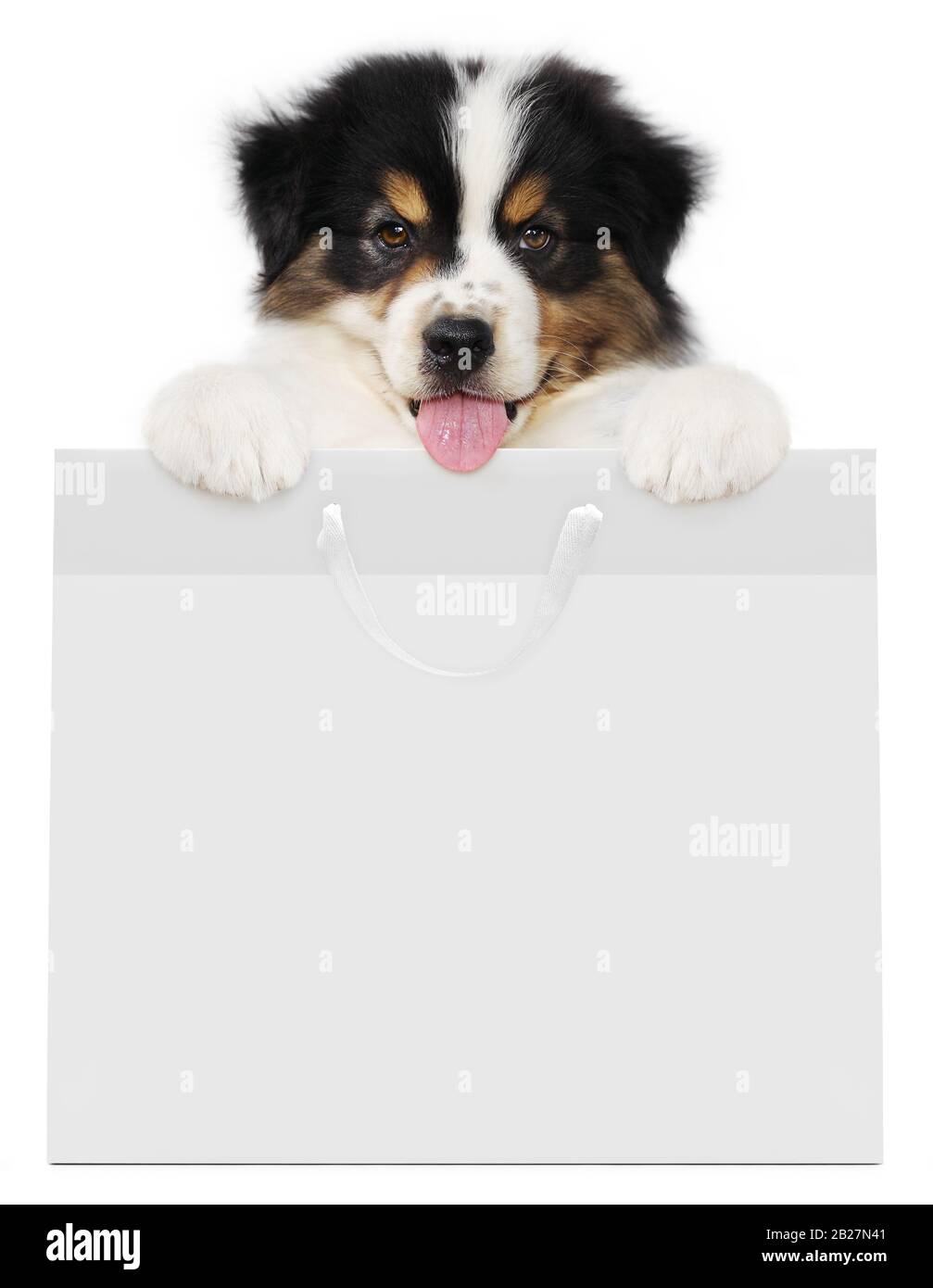 pets store concept, puppy pet dog showing a shopper isolated on white background blank template and copy space Stock Photo