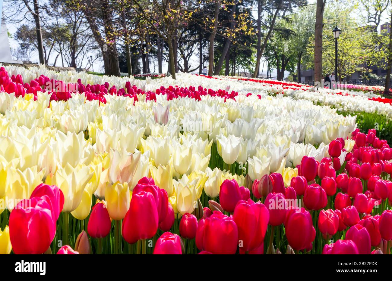 Beds of tulips flower in Istanbul, Turkey, in the spring tulip festival