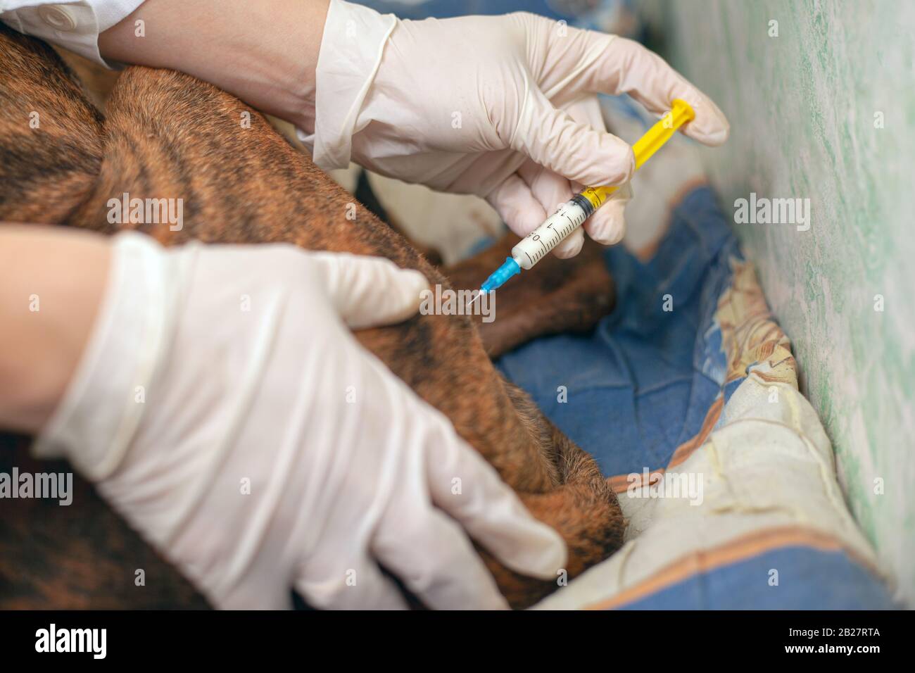 veterinary ambulance treatment of a sick animal. doctor vet gives an injection to a dog rabies vaccine close-up. Stock Photo