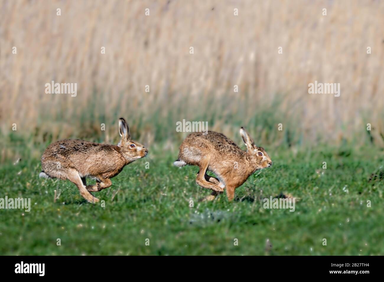 March Hare Stock Photo