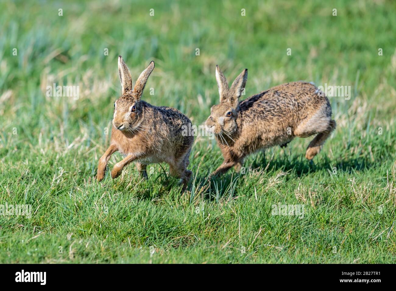 March Hare Stock Photo