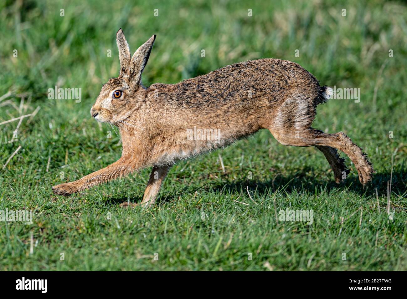 March hares hires stock photography and images Alamy