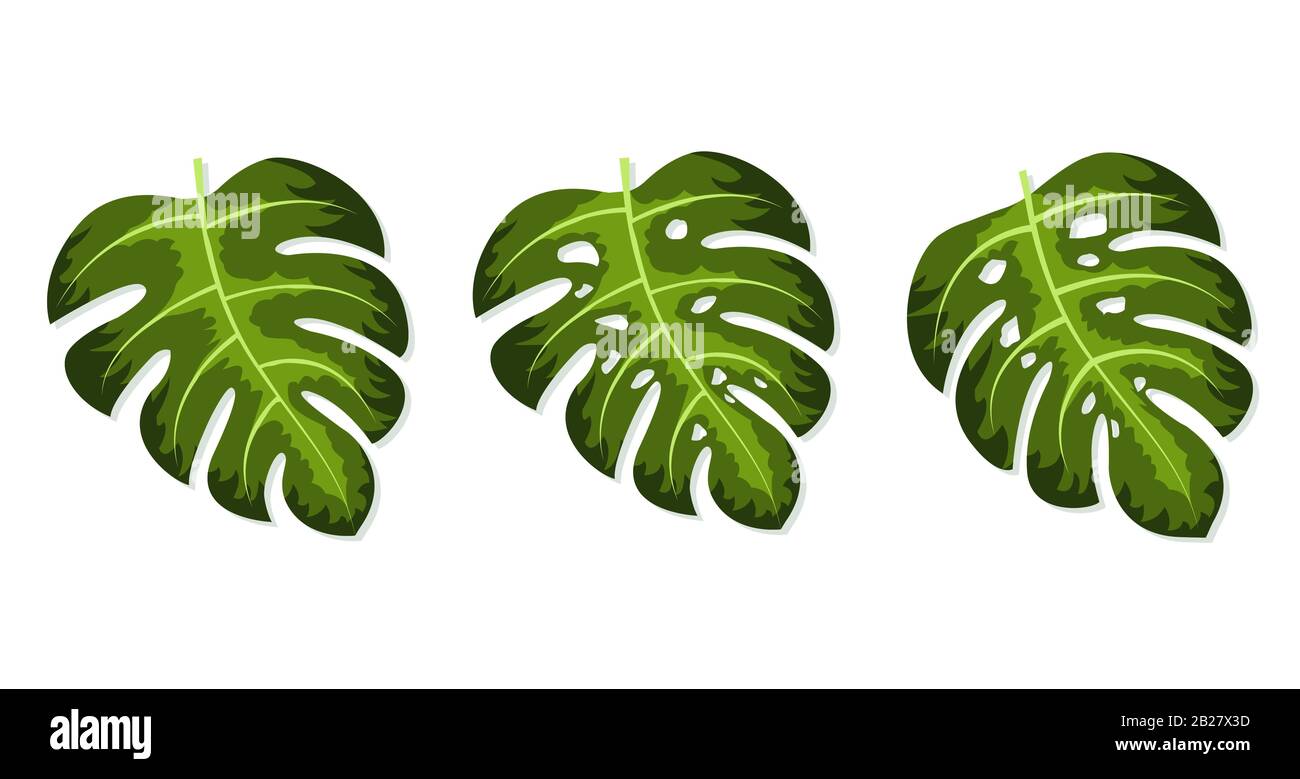 Monstera deliciosa plant leaf vector illustration Stock Vector