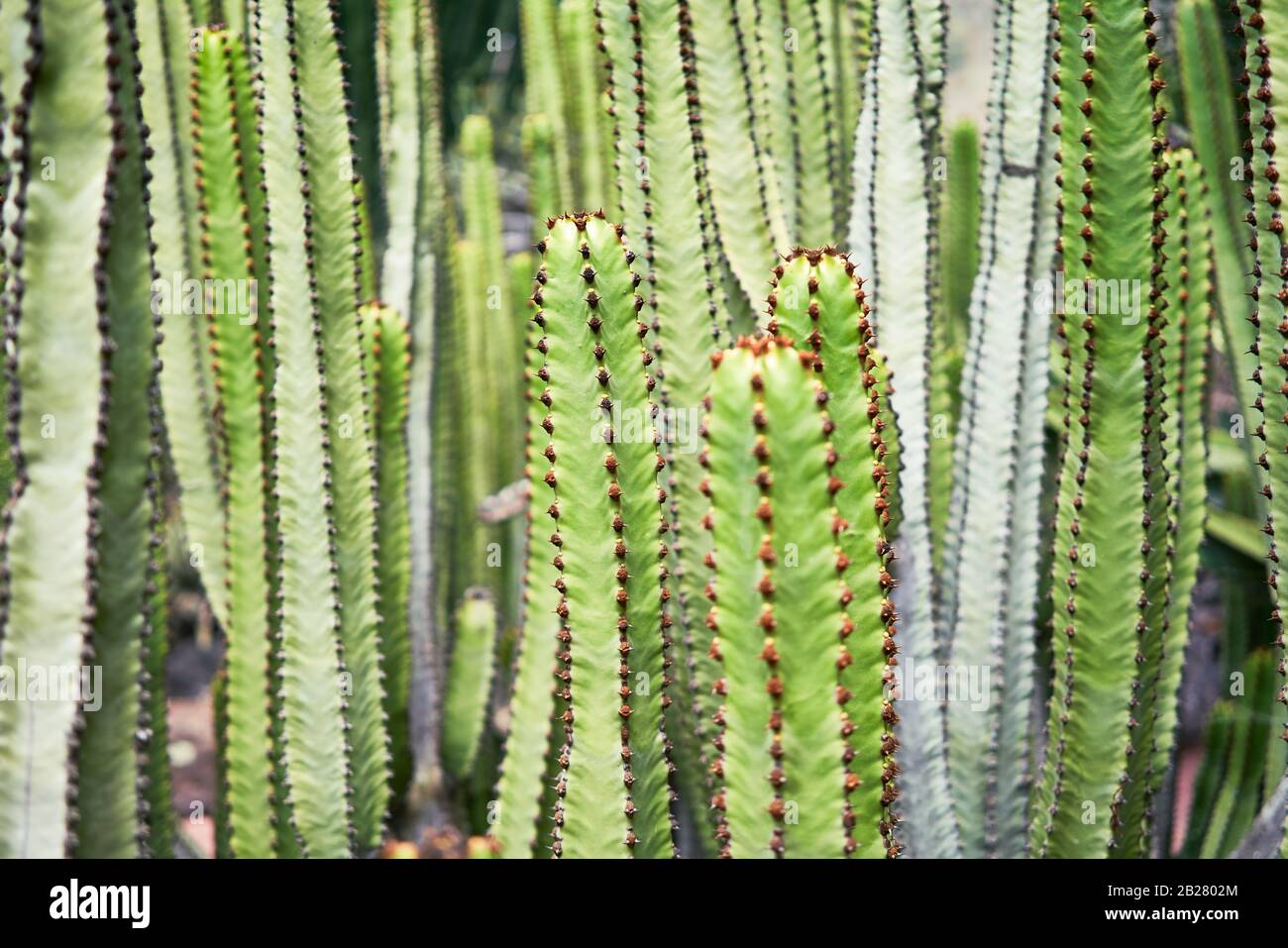 Close up of succulent green cactus at botanical garden Stock Photo