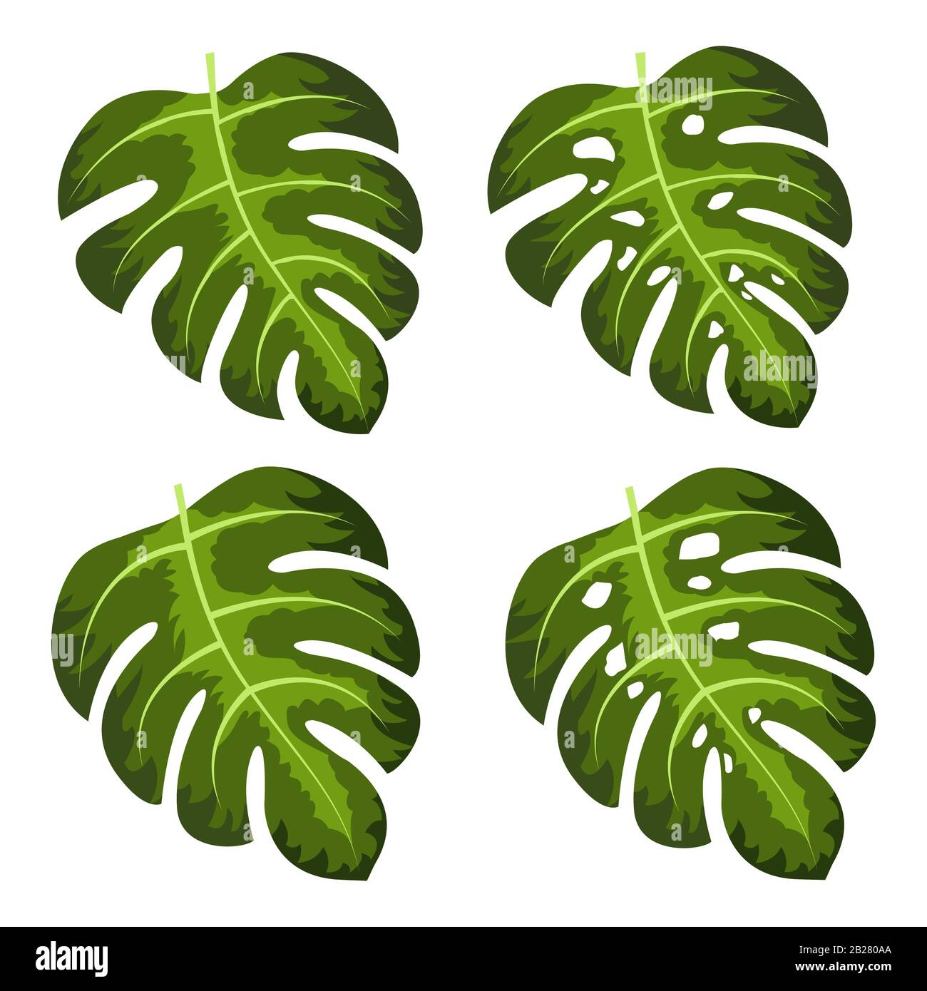 Monstera deliciosa plant leaf vector Stock Vector Image & Art - Alamy