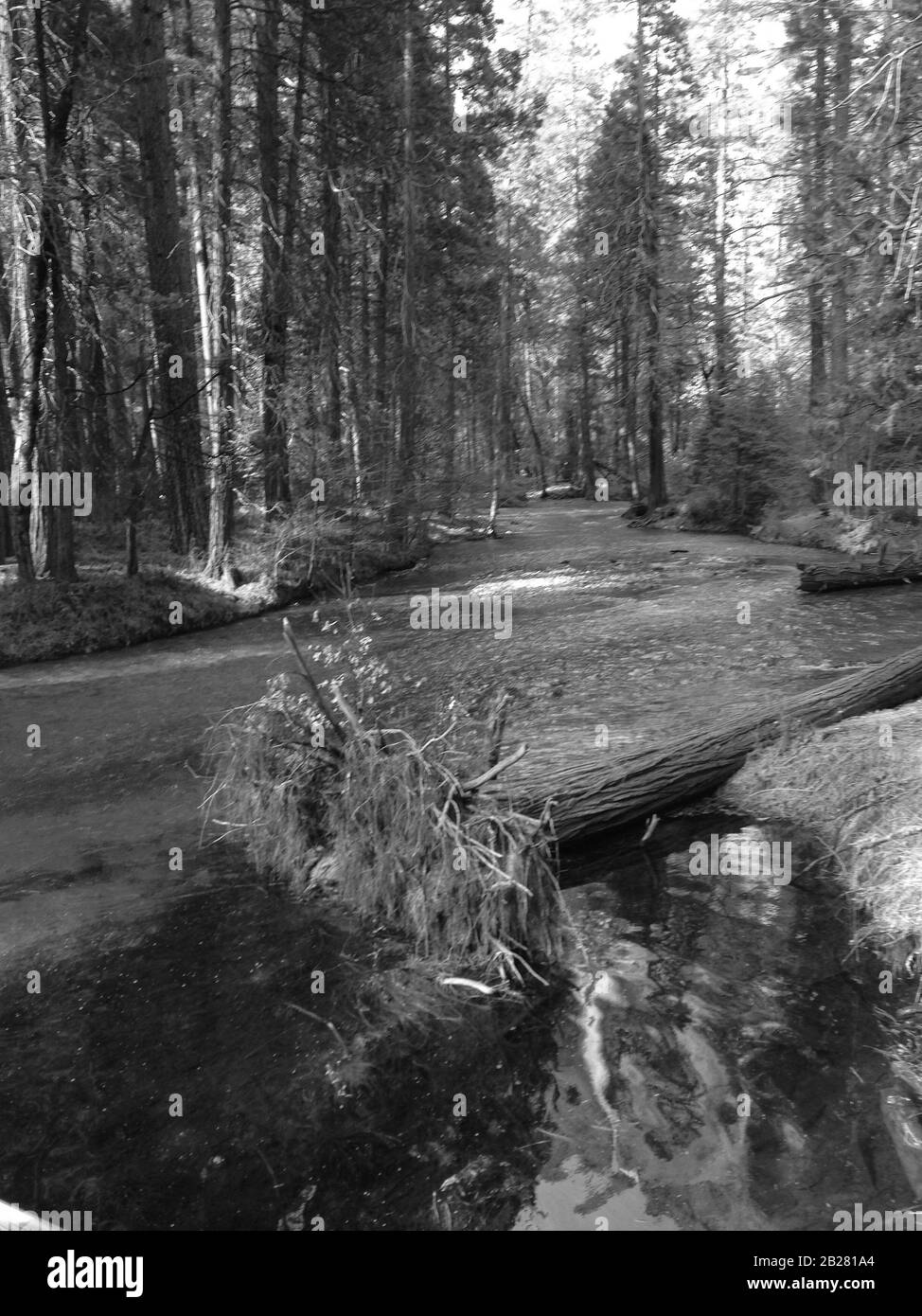 View of the Yosemite creek in the Yosemite Valley, Sierra Nevada in Northern California, United States, Black and White Picture Stock Photo