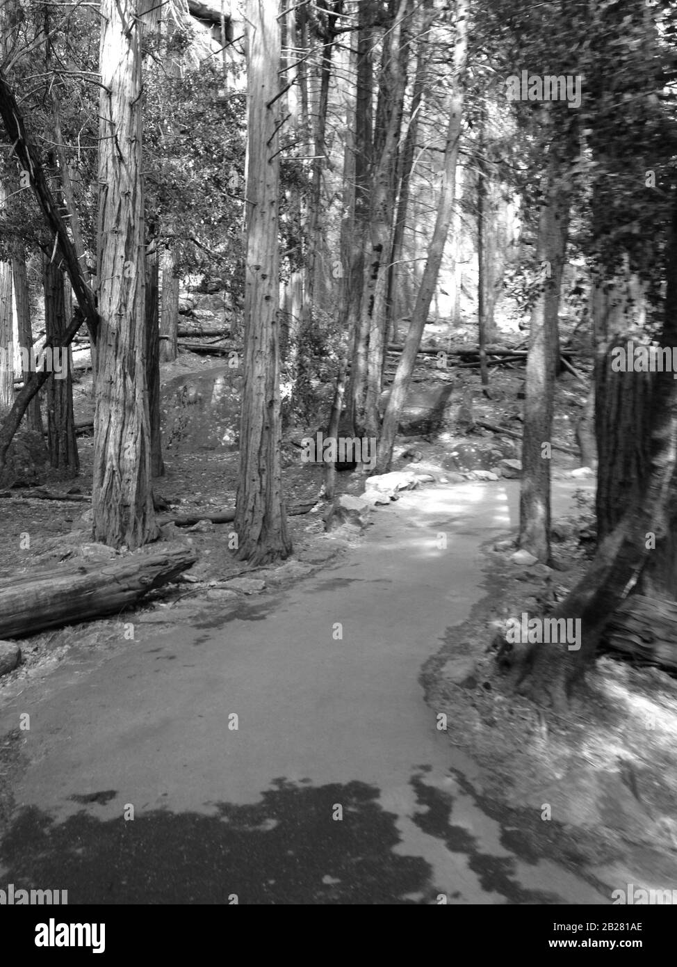 paved forest trail in Yosemite National Park, Sierra Nevada in Northern California, United States, Black and White Picture Stock Photo
