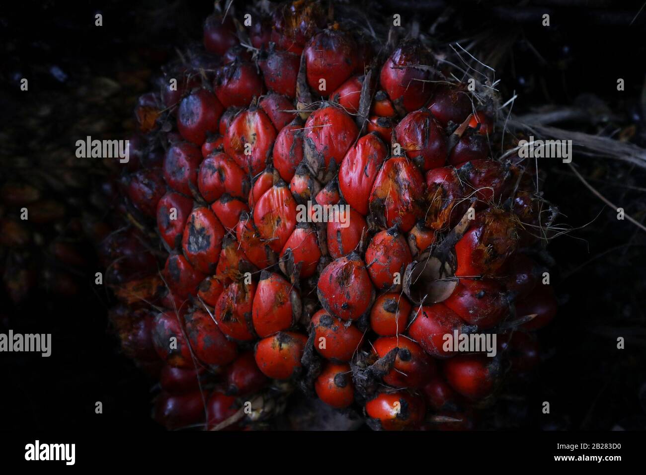 Palm Oil Fruits Stock Photo