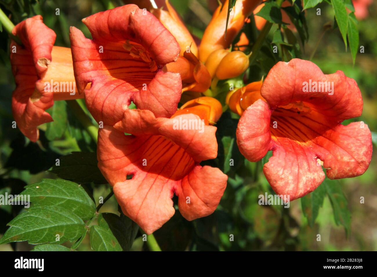 Coral Colored Trumpet Flowers Blooming in Spring Stock Photo