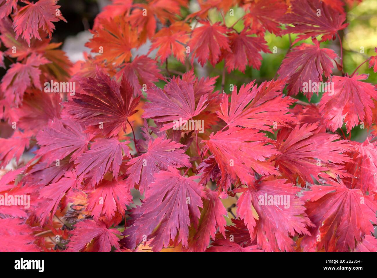 Eisenhutblaettriger Ahorn (Acer japonicum 'Aconitifolium') Stock Photo