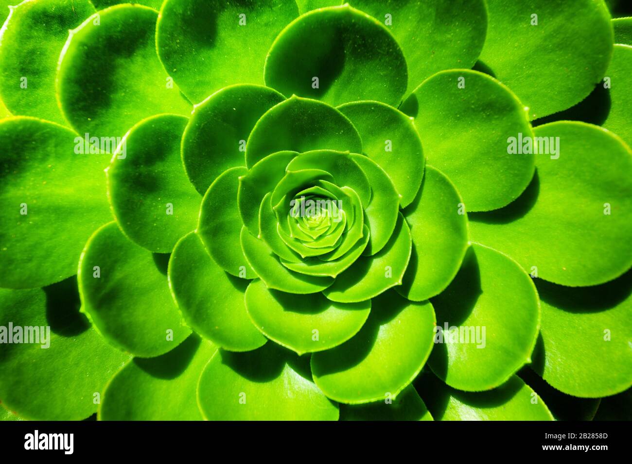 Aeonium arboreum Succulent plant close-up green flower from California, USA Stock Photo