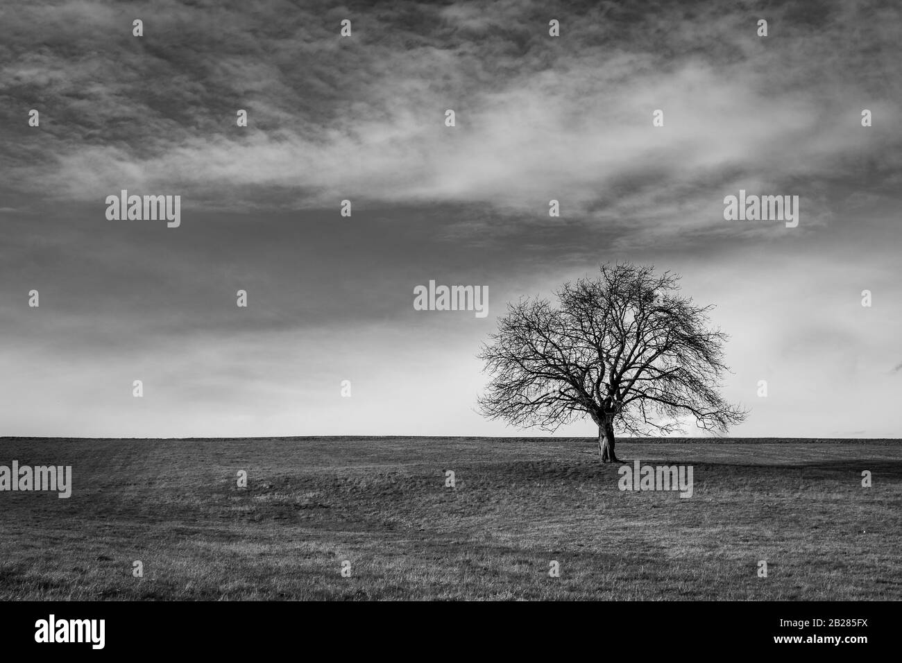 Isolated green tree on a green field with blue sky black and white Stock Photo