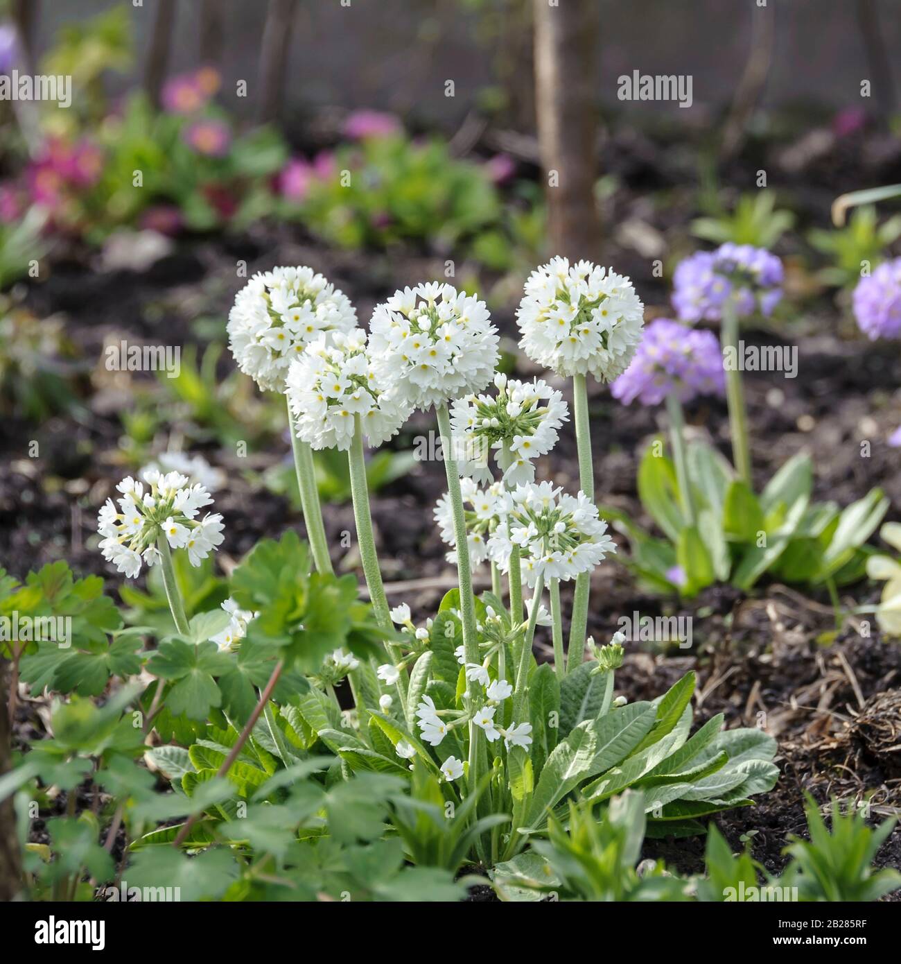 Kugel-Primel (Primula denticulata 'Alba') Stock Photo