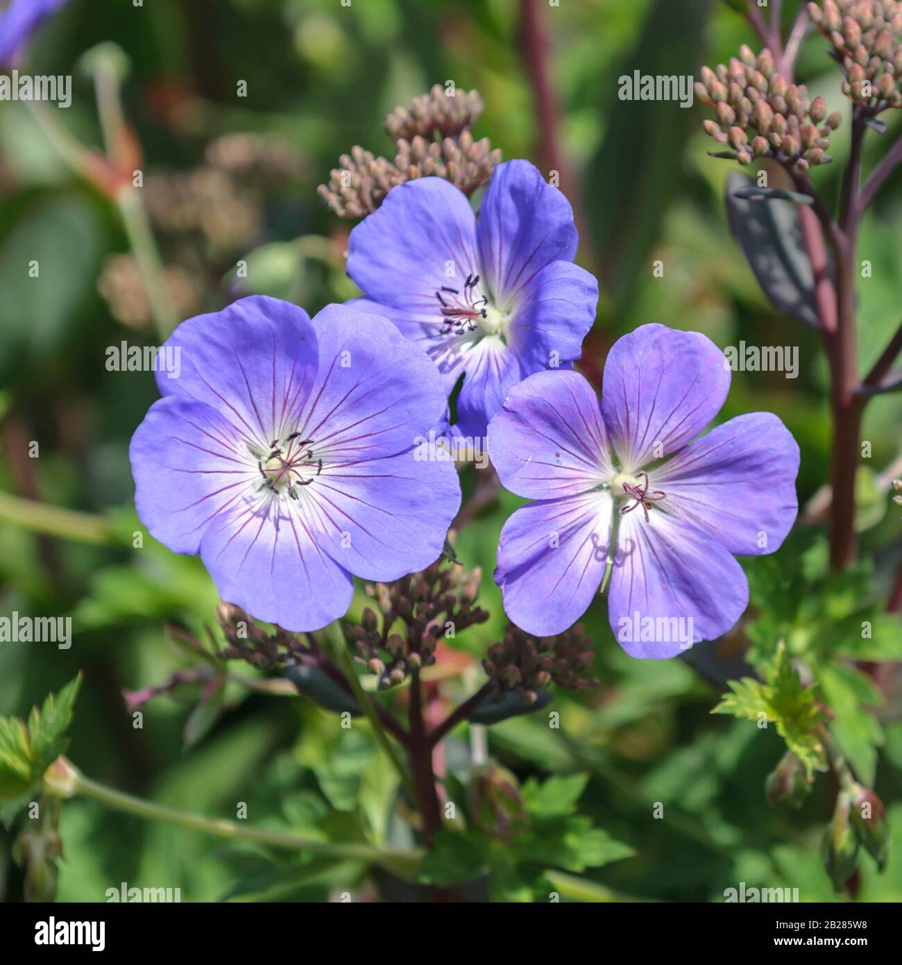 Storchschnabel Geranium Rozanne Stock Photo Alamy