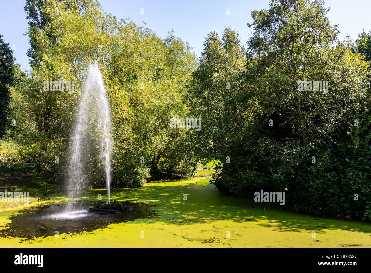 water fountain surrounded by green algae in lake at Sefton Park