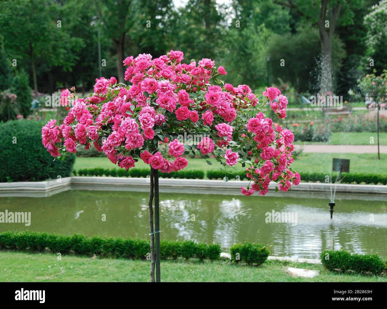 Stamm rose hi-res stock photography and images - Alamy