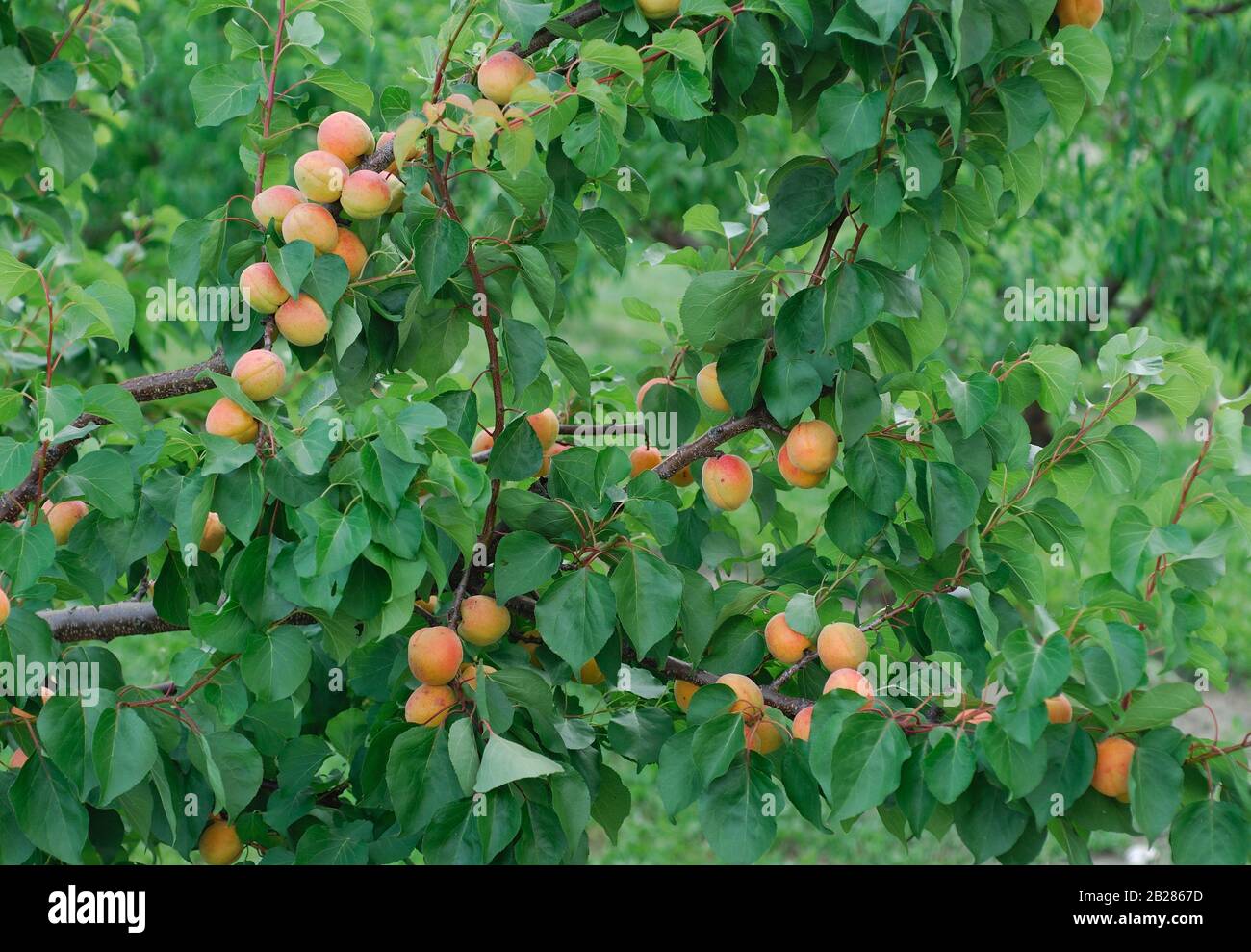 Bergeron hires stock photography and images Alamy