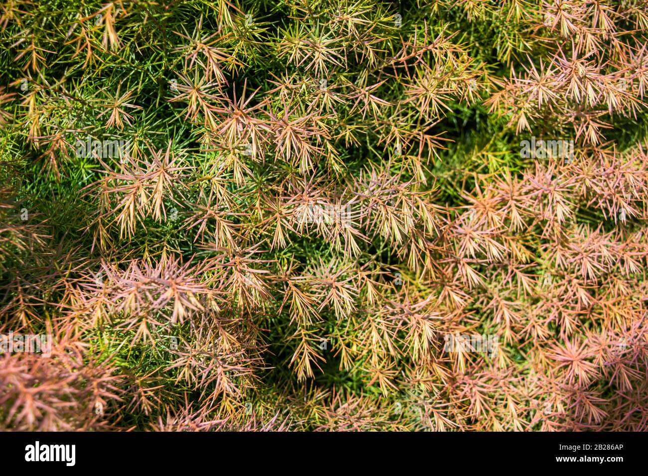 A close up of the leaves or needles of  the Japanese Red Cedar Cryptomeria elegans showing colouring from green through to red in late winter Stock Photo