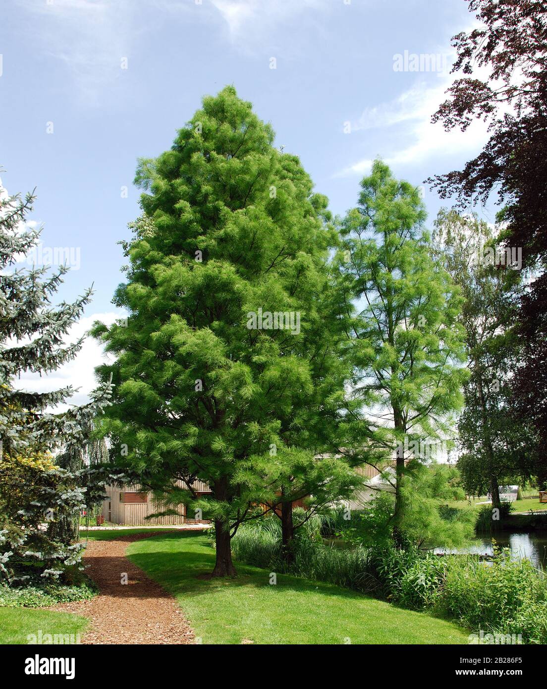 Sumpfzypresse, Taxodium distichum Stock Photo