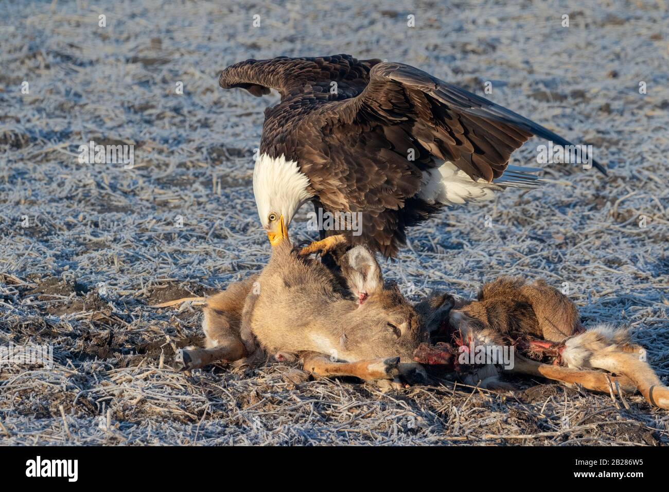 Bald eagle (Haliaeetus leucocephalus) scavenging on a roadkilled deer, Iowa, USA. Stock Photo