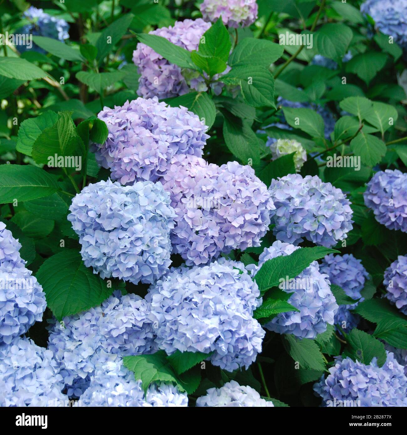 Rosa hortensie macrophylla hi-res stock photography and images - Alamy