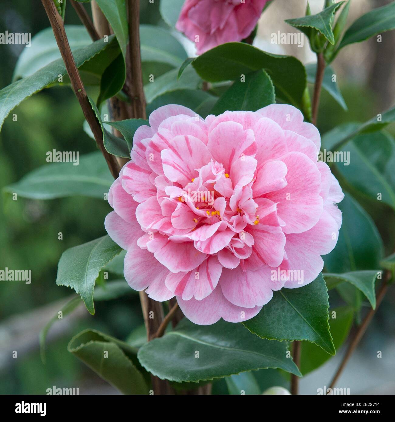 Kamelie (Camellia japonica 'Tricolor' Stock Photo - Alamy