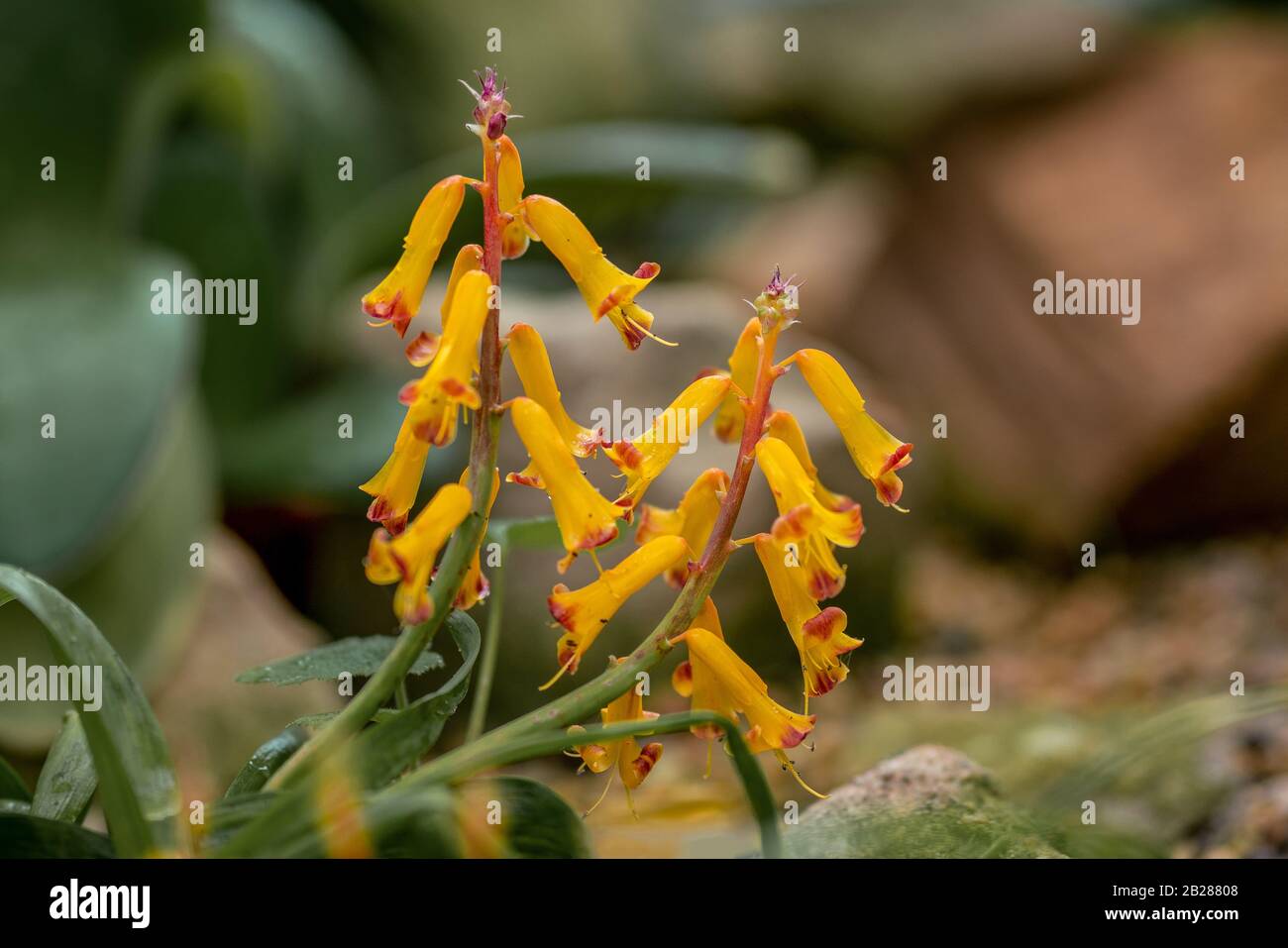 Detailed close up of yellow flowers of a cape cowslip plant (lachenalia aloides) Stock Photo