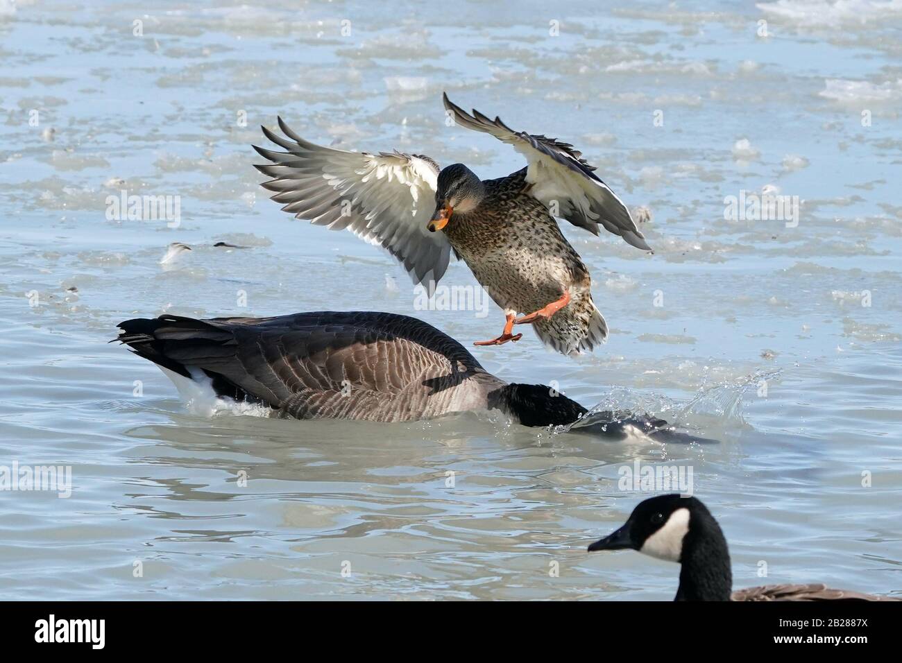 Goose ducking as Mallard hen lands Stock Photo