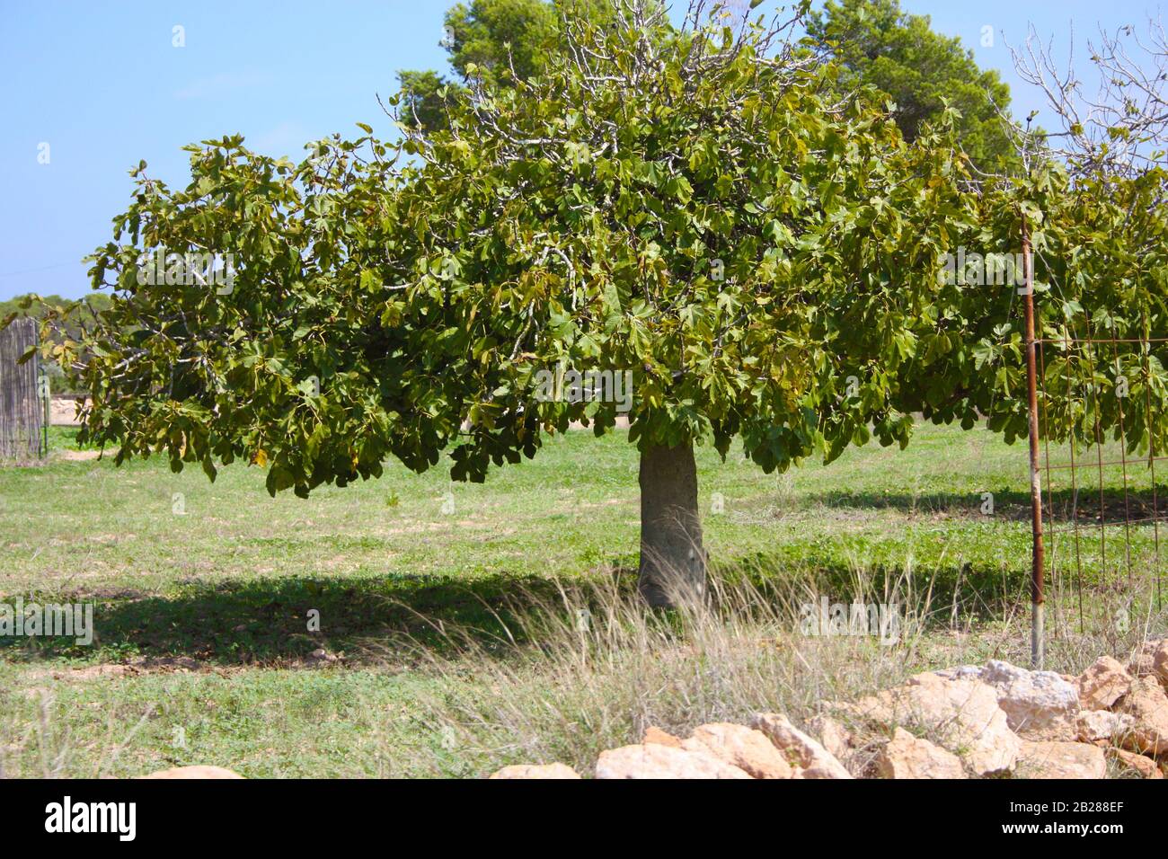 lonely fig fruit trees grown in the arid dry summer soil of the