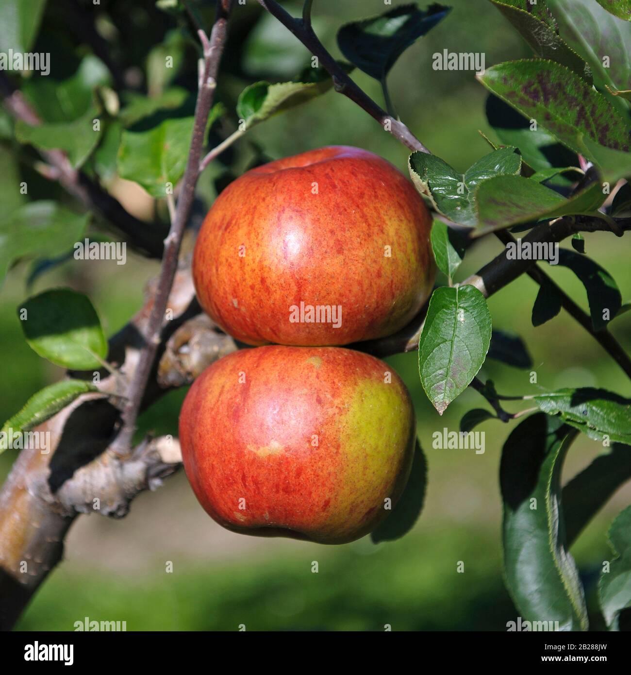 Apfel (Malus domestica 'Hauxapfel') Stock Photo