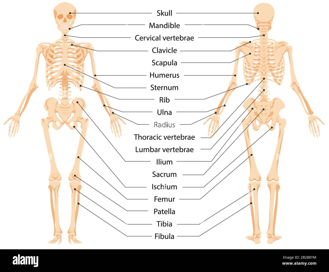 Human anatomical skeleton infographic front view and back view vector graphic illustration Stock Vector