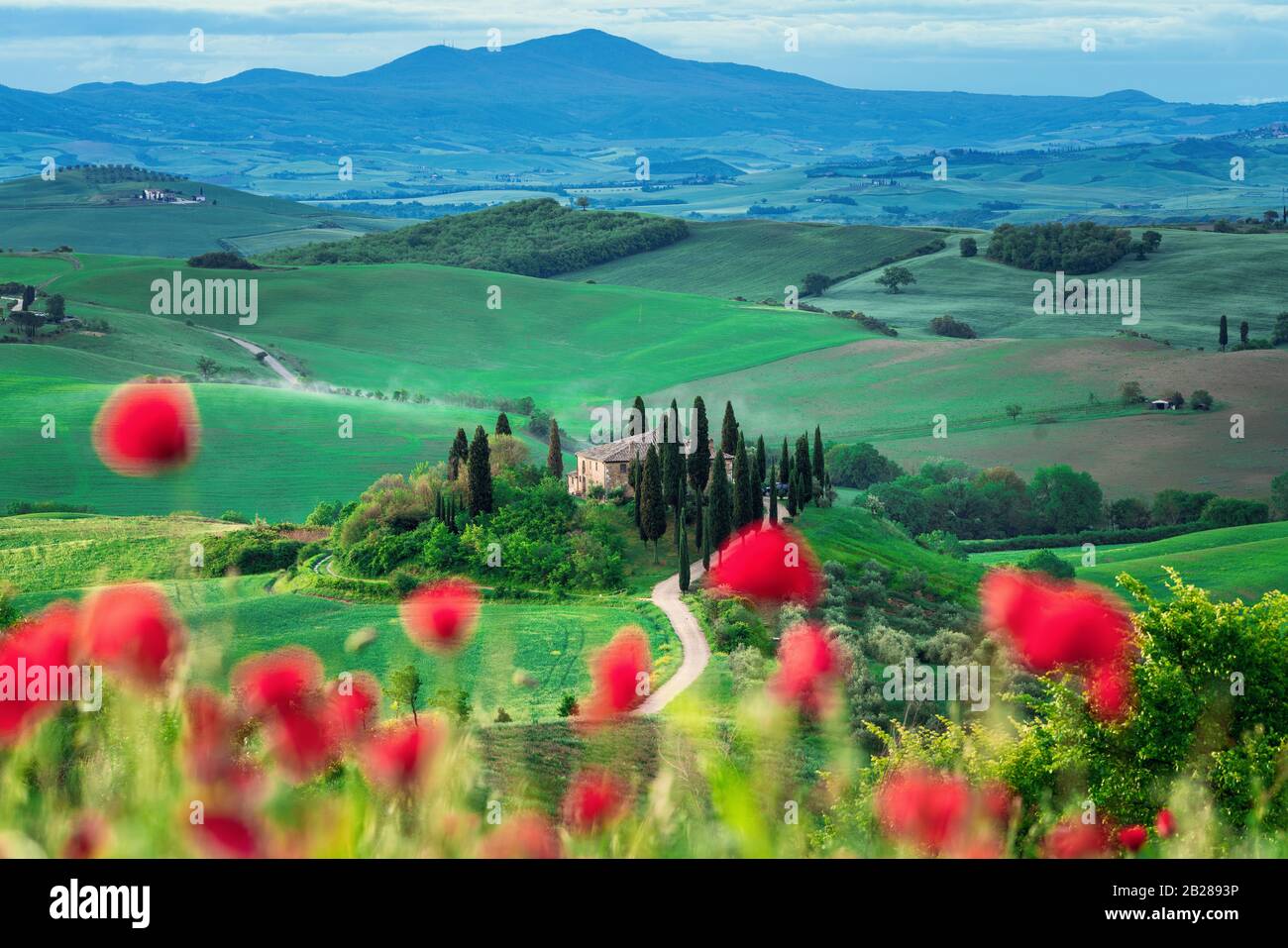 Tuscany field and flowers hi-res stock photography and images - Alamy