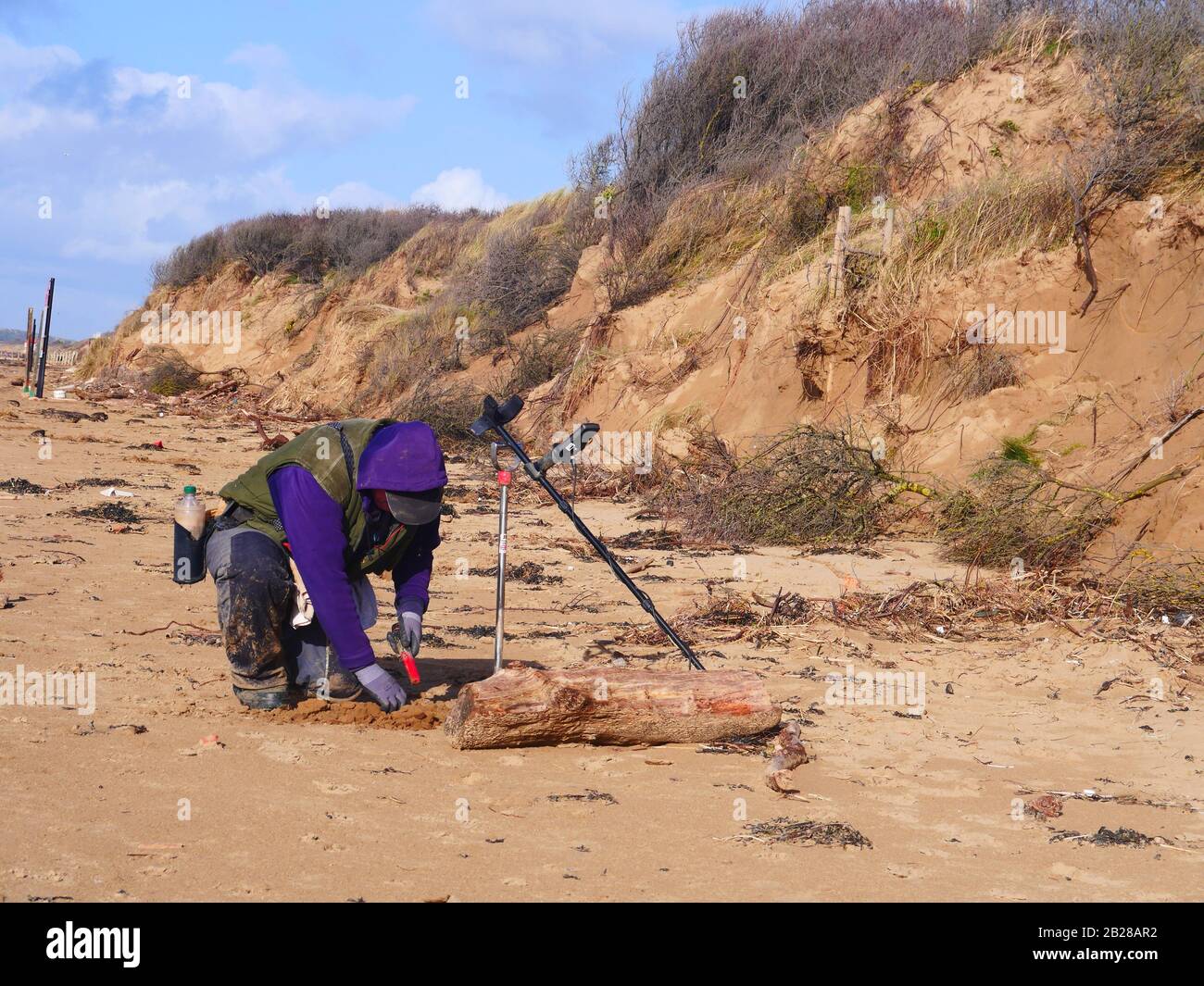 Metal detecting on Somerset beach, UK Stock Photo Alamy