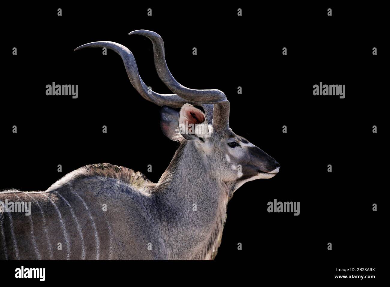 male kudu isolated on a Black background, Kudu animal at African forest, Stock Photo