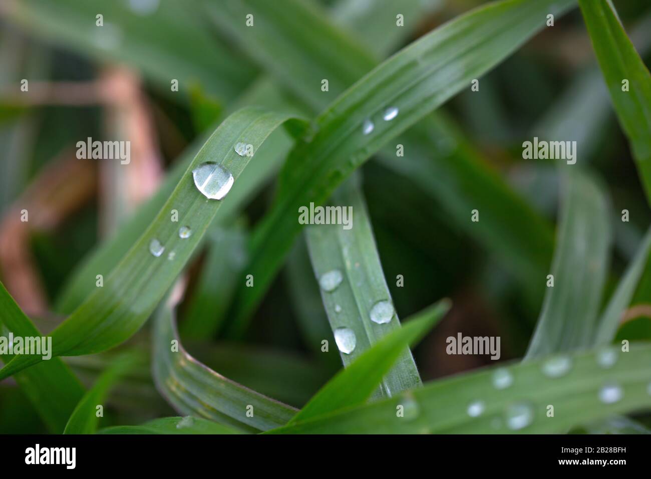 Strands hi res hi-res stock photography and images - Alamy