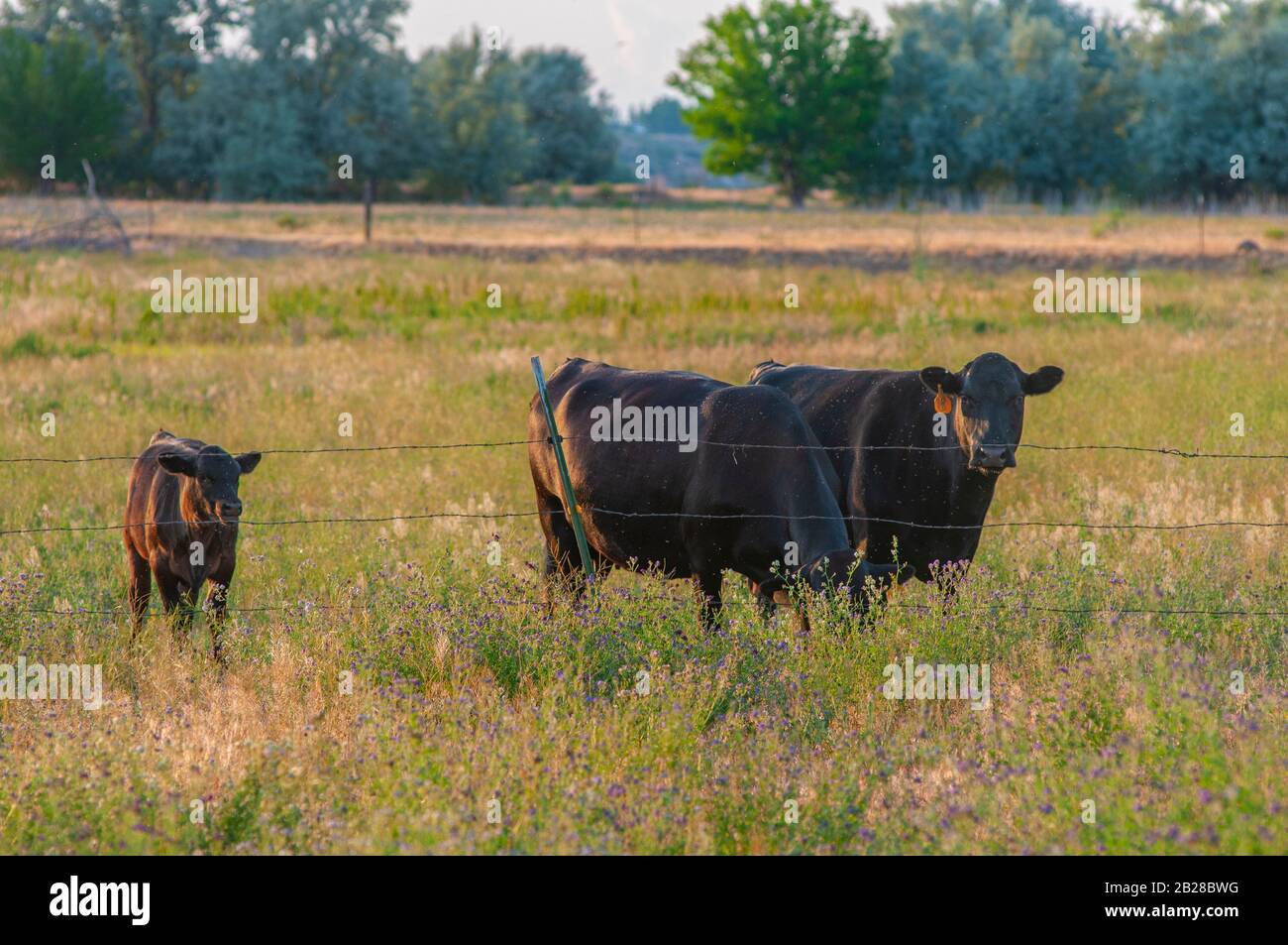 Two Black Cows and one Calf Grazing in a grassy, tree-lined field ...