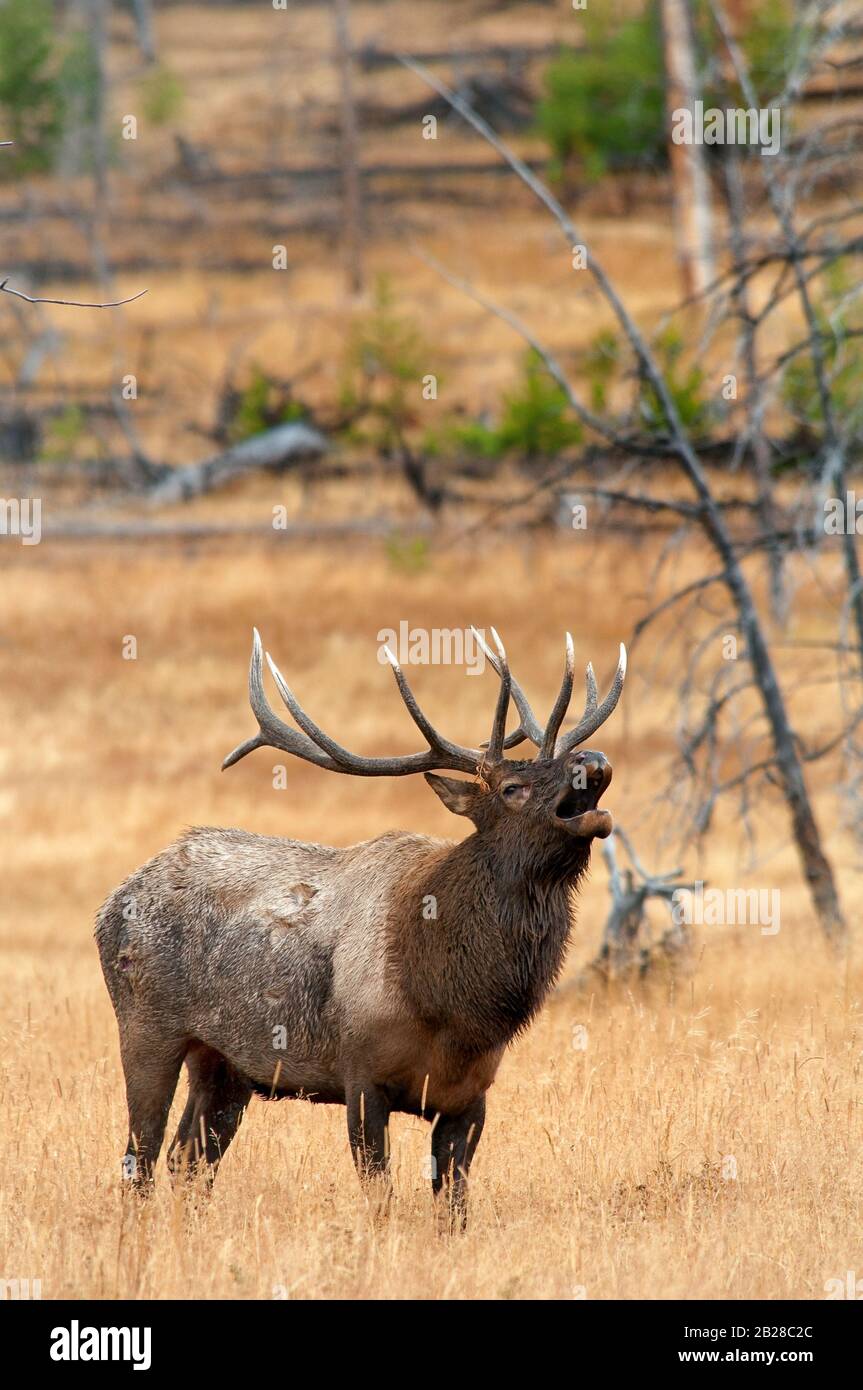 Large Bull Elk Bugling with an open mouth and stadning among the fir trees and high desert sage shrubs Stock Photo
