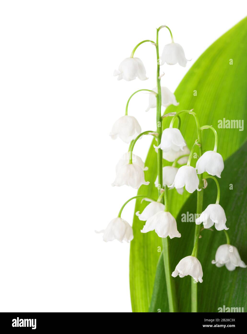 Two flowers of Lily of the Valley with leaves isolated on white ...