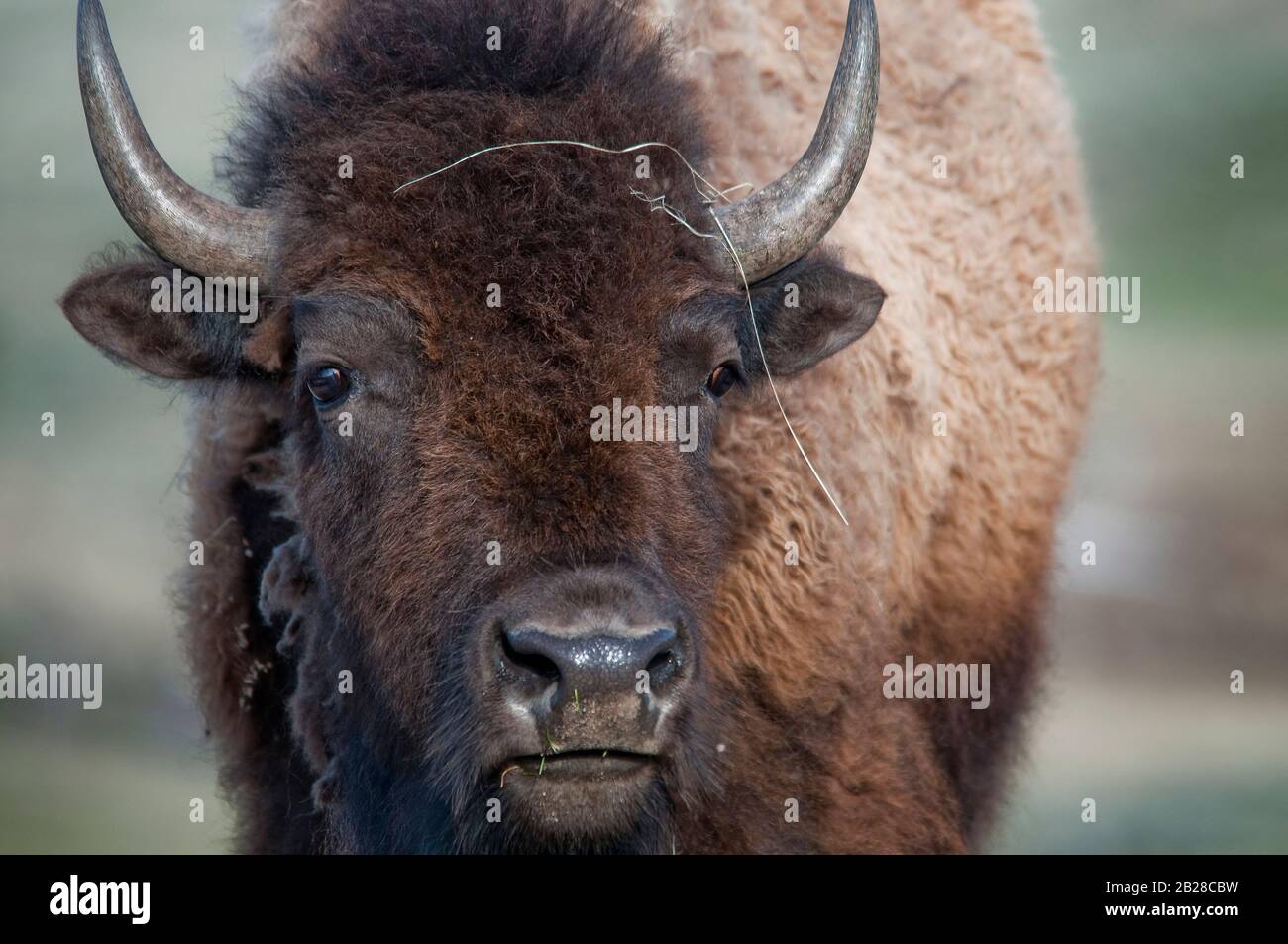 Close up of a large buffalo bison with a piece of golden grass on his head and bits of grazed green grass on his mouth Stock Photo