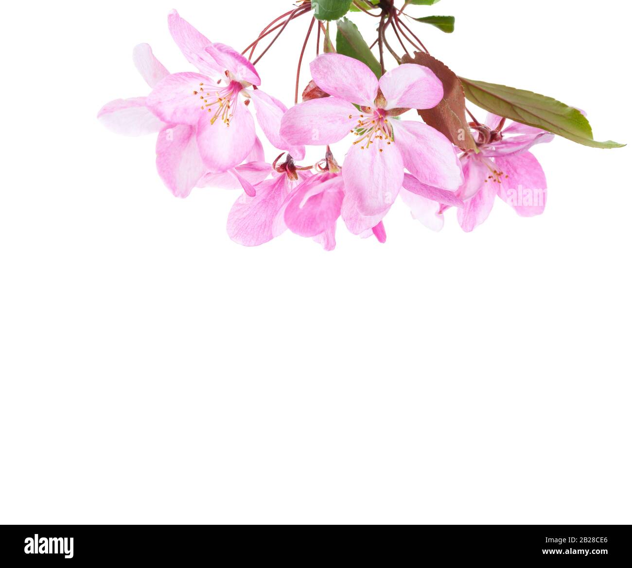 Branch with light pink flowers of decorative Apple tree (Japanese flowering crabapple) isolated on white background. Stock Photo