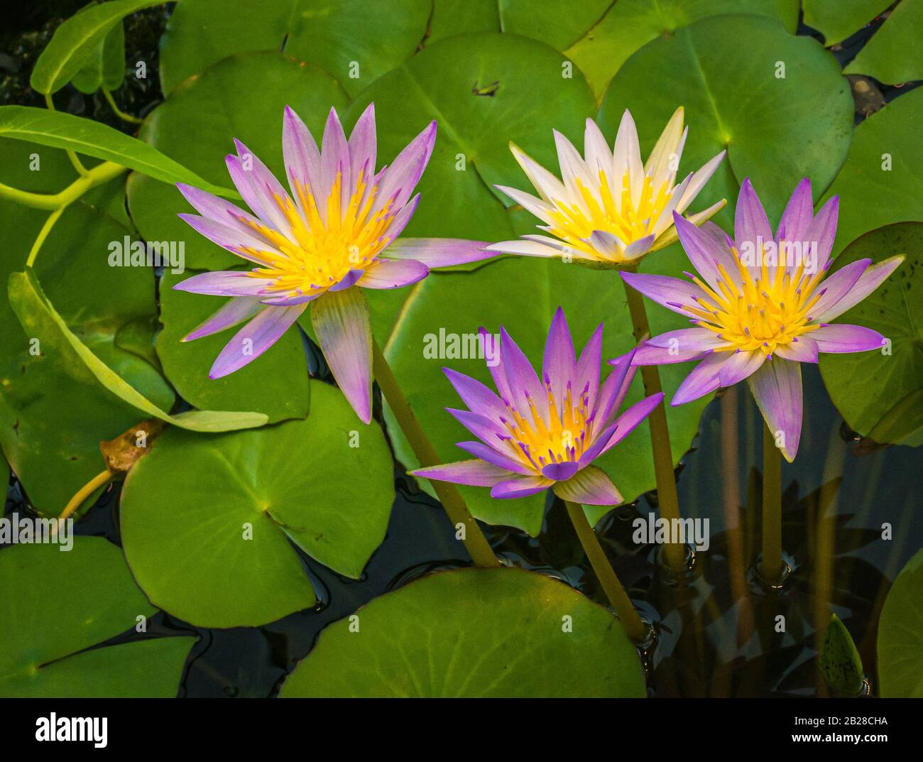 Blue star water lily, or blue lotus flower, Nymphaea stellata, national flower of Sri Lanka Stock Photo