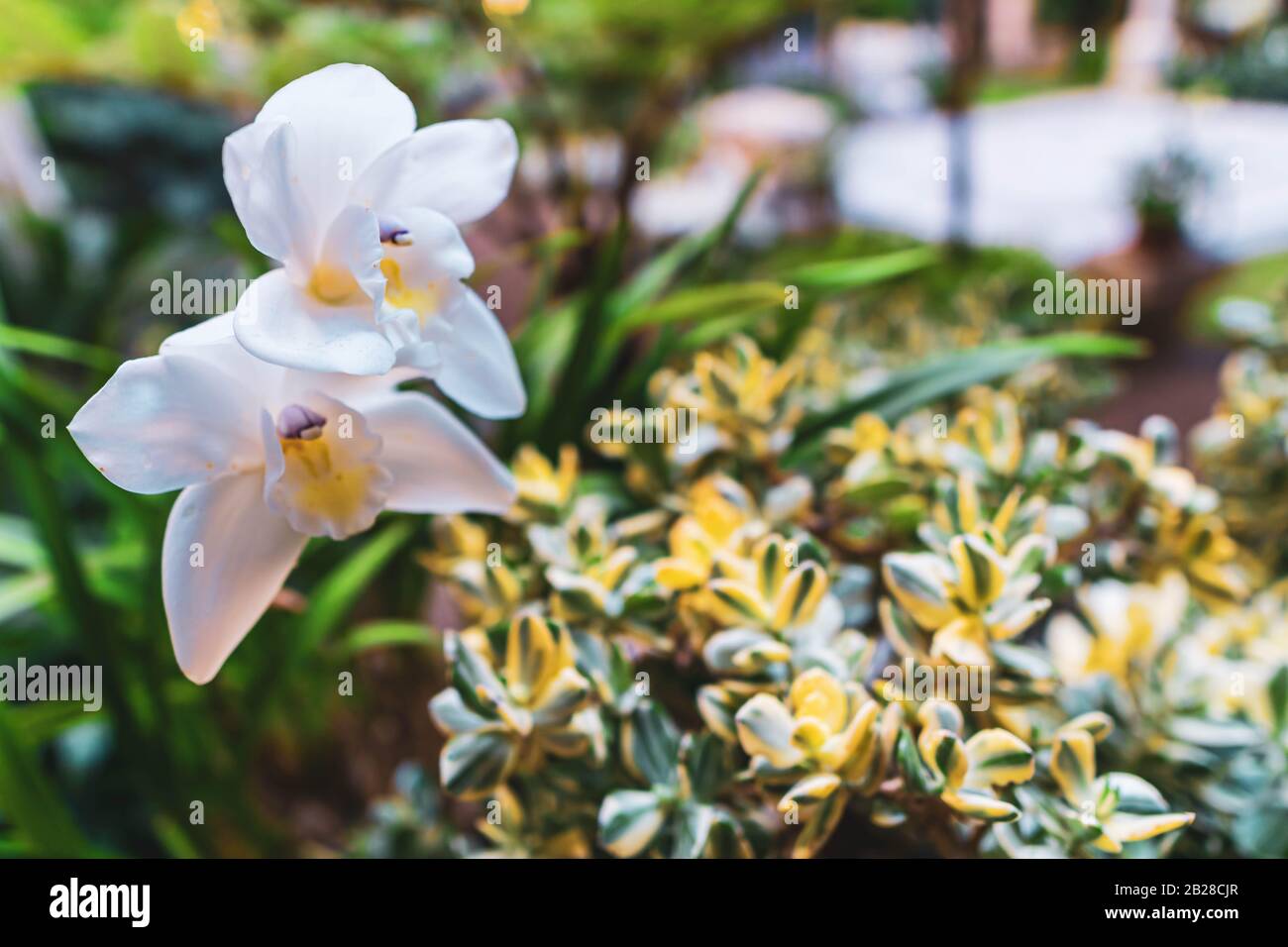 Close up of white flowers on garden background Stock Photo - Alamy