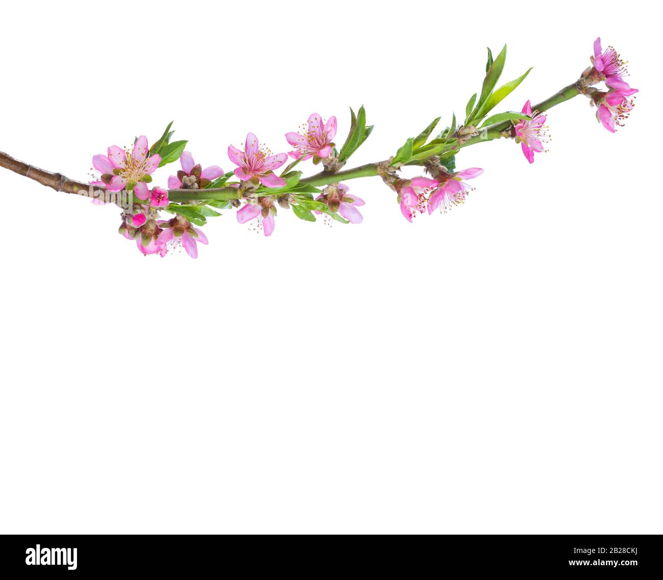 Blossoming branch of Almond isolated on white background Stock Photo ...