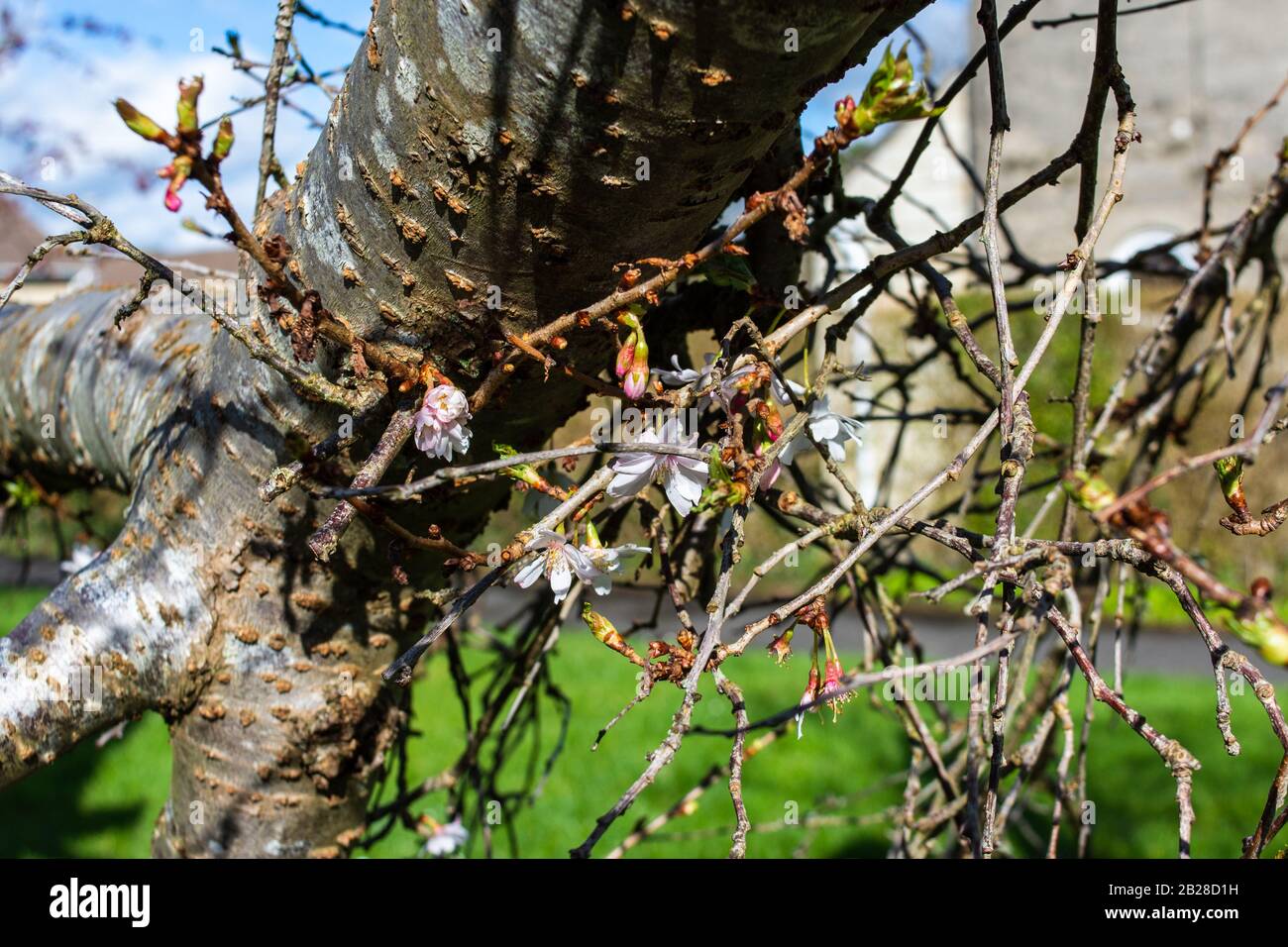 White blossom flowering from a large branch fallen and paritally detached from a wind damaged cherry tree Stock Photo