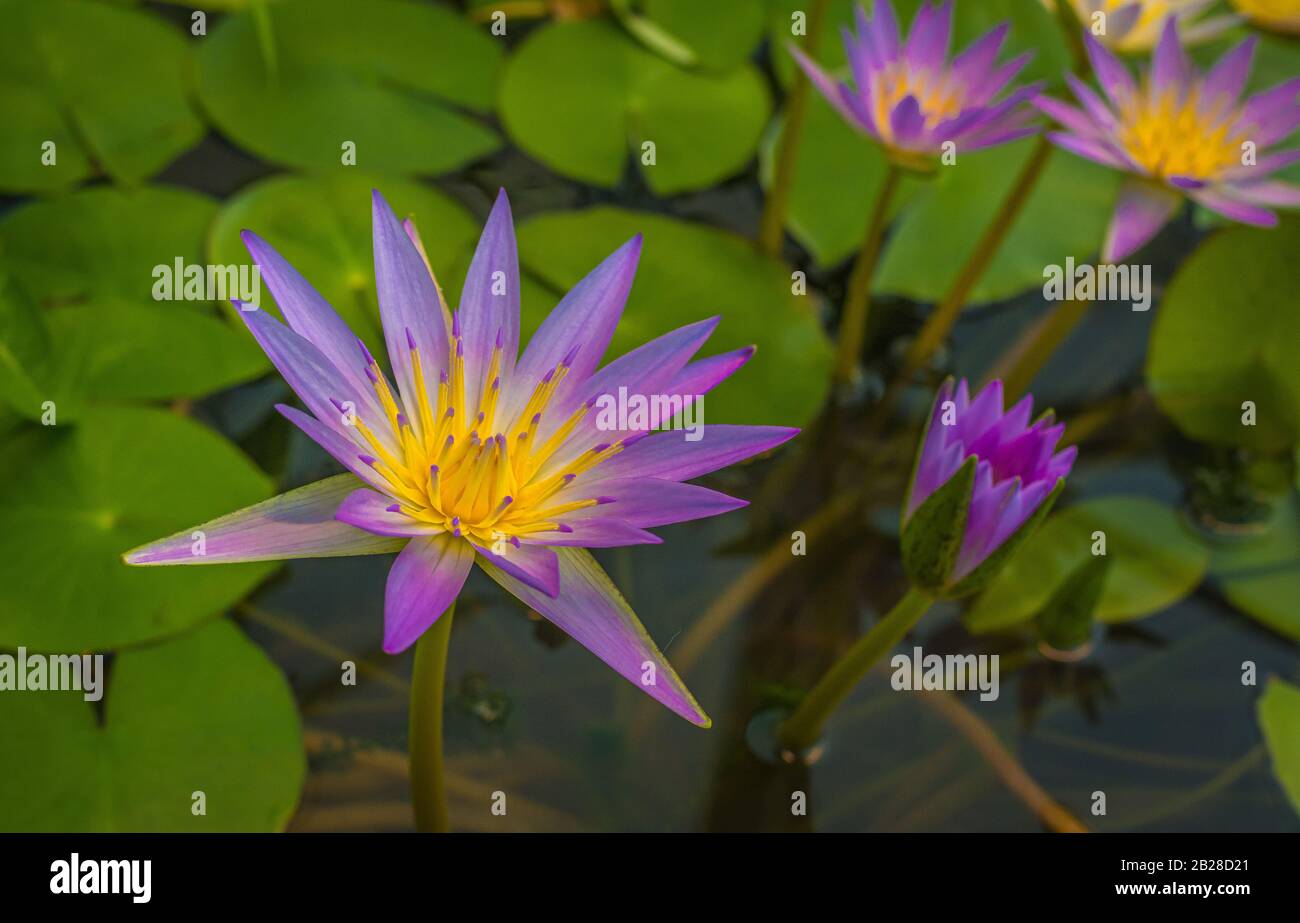 Blue Star Water Lily Or Blue Lotus Flower Nymphaea Stellata National Flower Of Sri Lanka Stock Photo Alamy