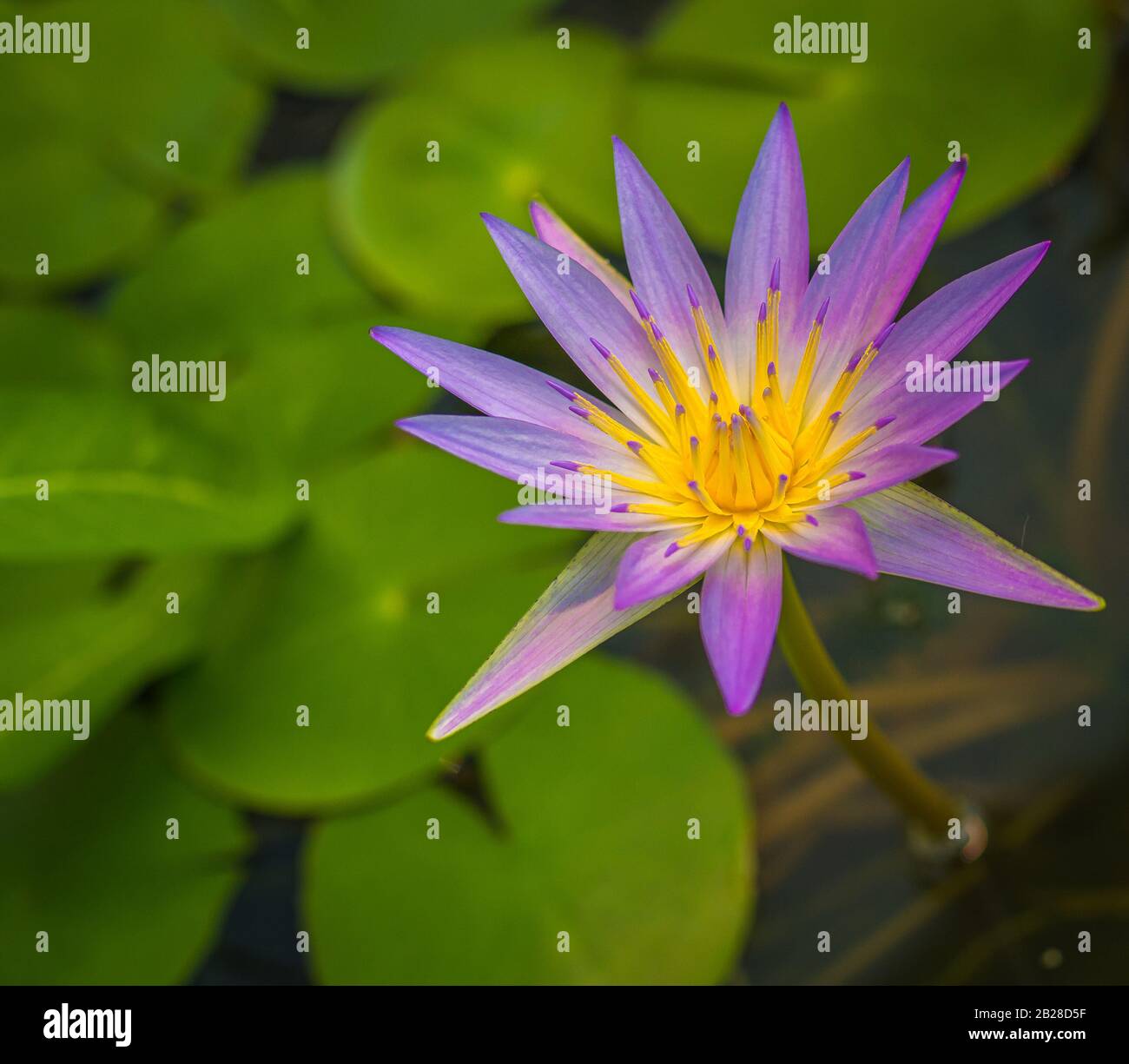 Blauer lotus hi-res stock photography and images - Alamy