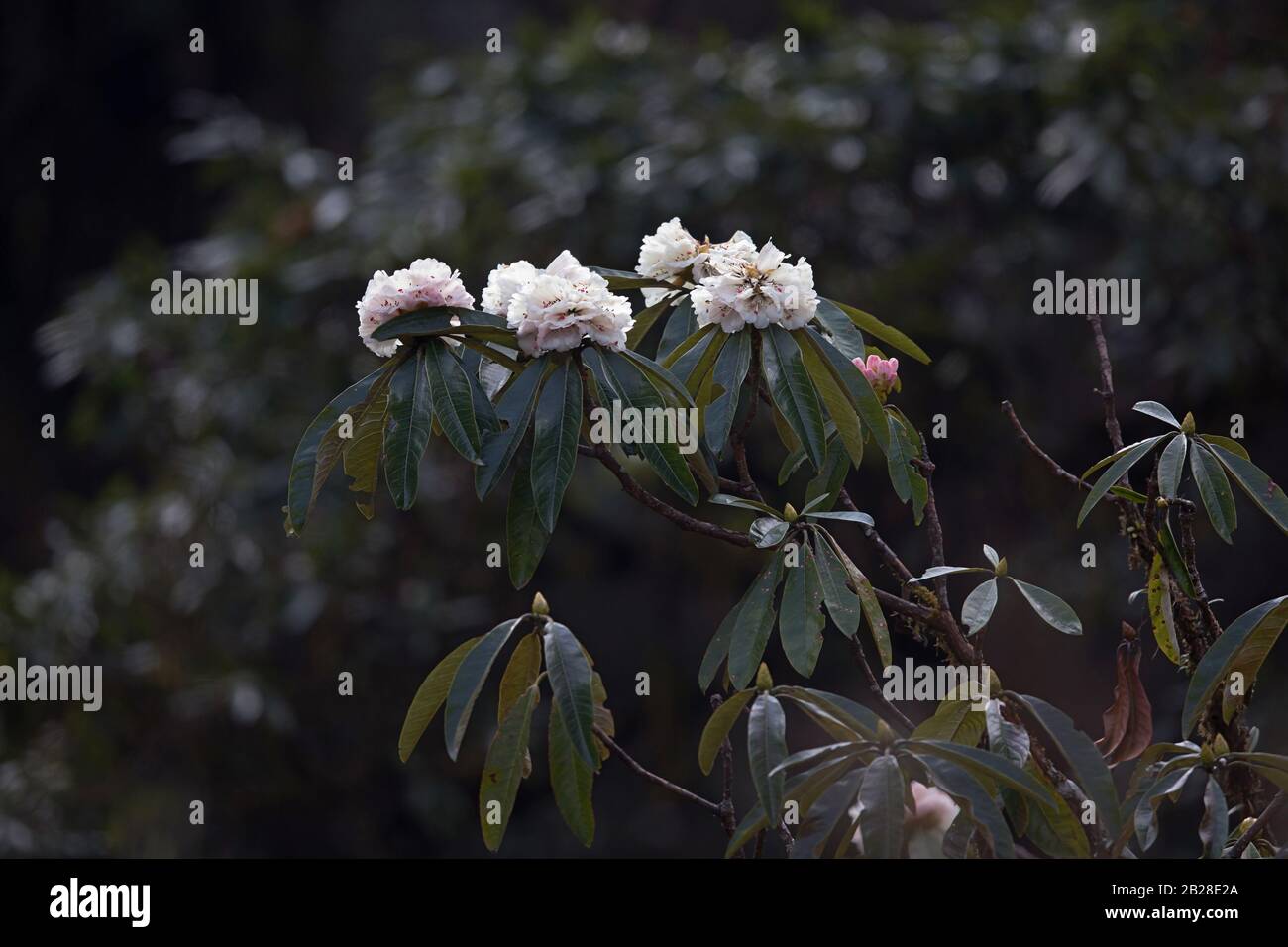 Flowering white Rhododendron in the forest of the bhutanese himalayan foothills Stock Photo