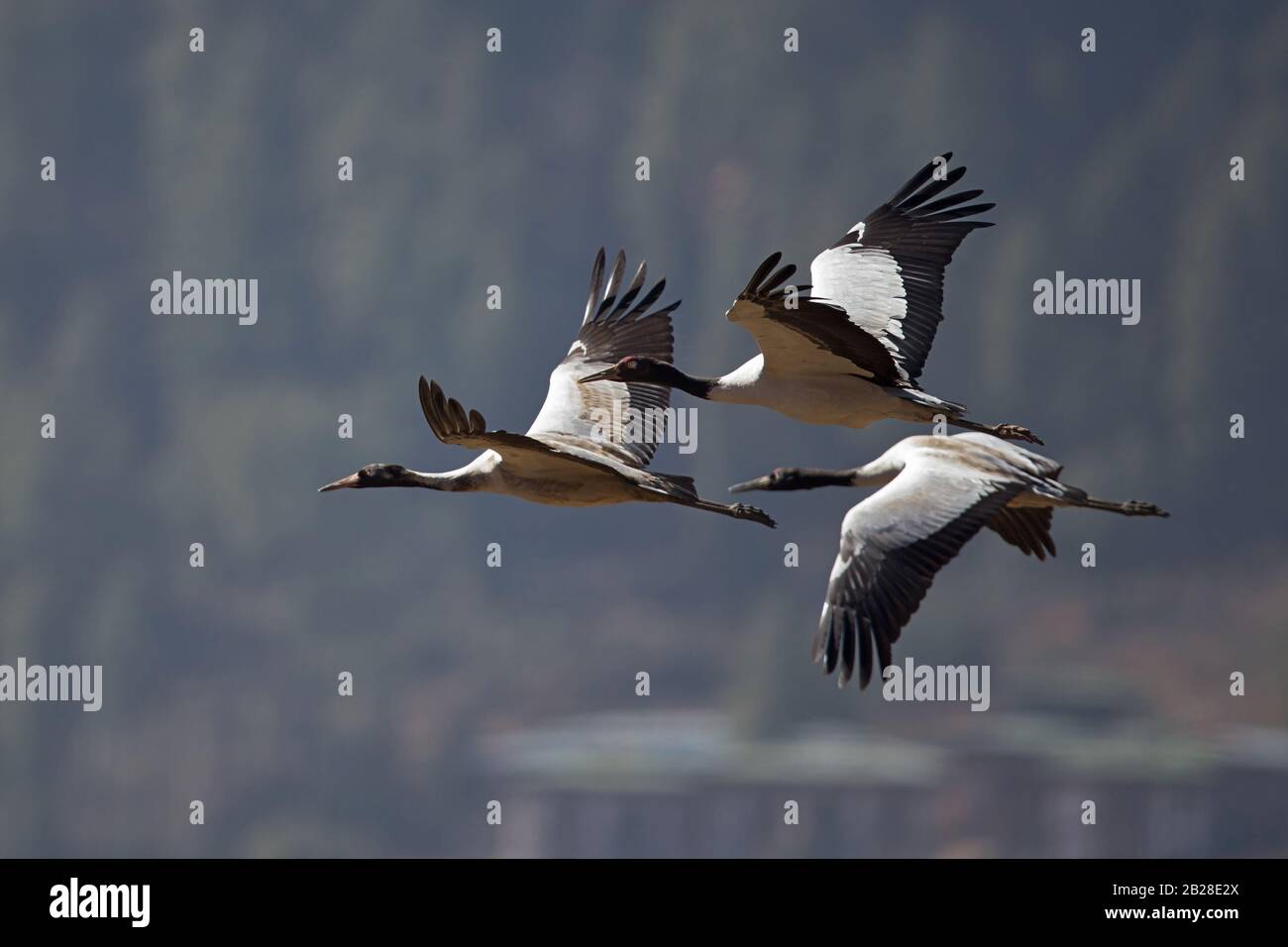 Black-necked Cranes (Grus nigricollis) in flight above the Phobjikha Valley, the most importan wintering ground in Bhutan Stock Photo